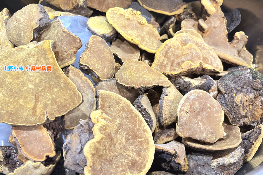 山野小朱小桑樹(shù)桑黃圖片